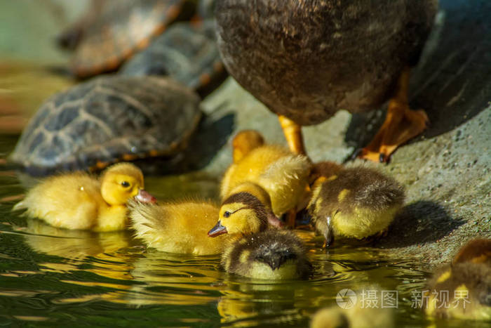 新生的小鸭子在花园湖里玩耍, 黄色滑稽的鸭子