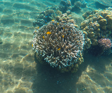珊瑚礁和热带鱼。水下景观用黄色鱼和锋利的珊瑚