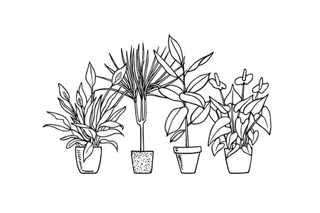 手绘室内盆栽植物照片