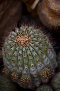 仙人掌 Copiapoa 的特写细节