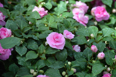 花园里的花凤仙花