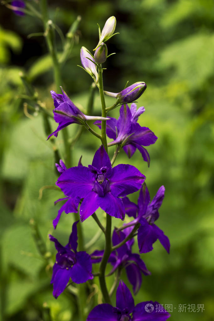 新鲜紫罗兰花背景