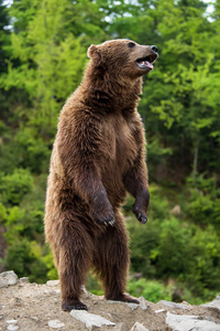 棕熊 厄休斯 arctos 站立在他的后腿在春天森林里