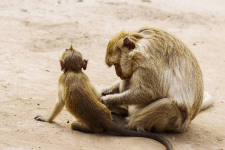 猴子在清洁婴儿
