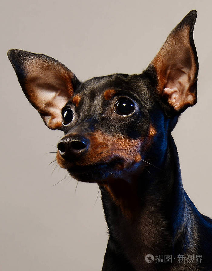 温柔的小狗大耳朵