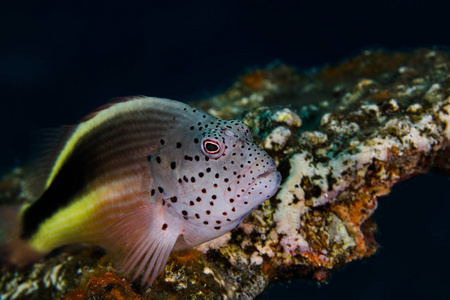 在礁石上 hawkfish Paracirrhites forsteri 的斑点