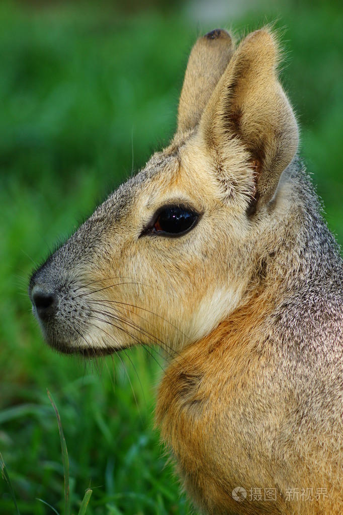 巴塔哥尼亚豚鼠马拉啮齿动物