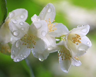 在夏天的雨花