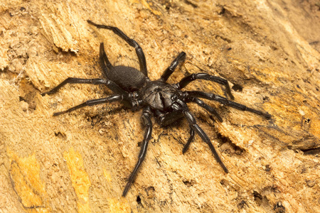 漏斗网蜘蛛, Dipluridae, Jampue 山特里普拉邦印度
