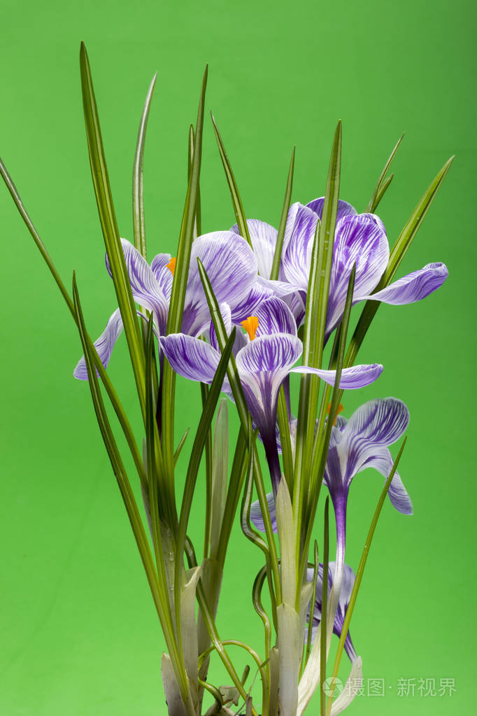 布什的绿色背景上的番红花