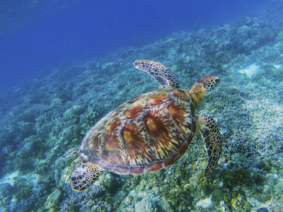 海洋野生动物.海龟在自然照片
