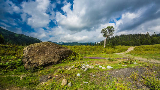 岩石峡谷中的树