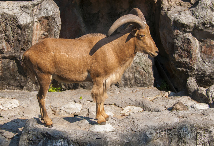 西高加索turs在岩石上