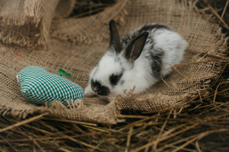 可爱的兔子躺在麻布上颗绿色的心