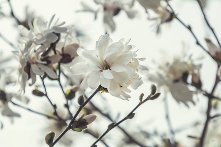 春晴日城市公园的玉兰花开花图片