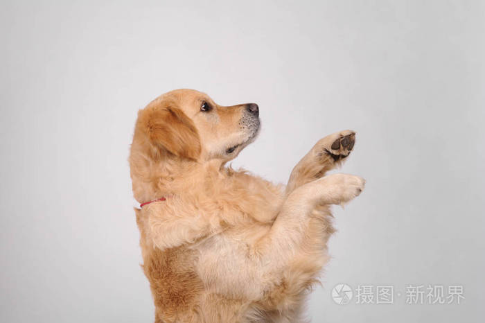拉布拉多金毛狗隔离在白色背景上.螺柱