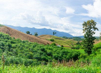 玉米田在山