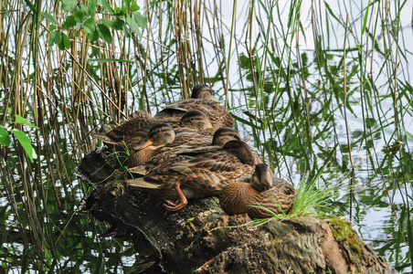 可爱野鸭鸭子休息在漂浮木头日志