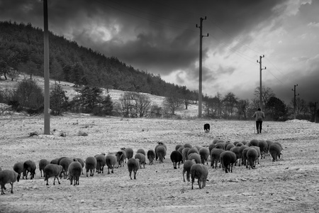bw 景观与羊