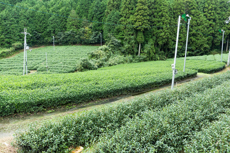 绿茶鲜农场