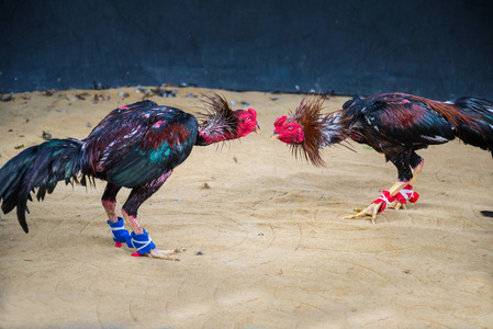 儿时游戏斗鸡图片