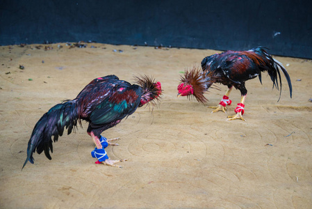 gamecocks 在战斗, 斗鸡场美丽的亚洲公鸡为斗鸡训练