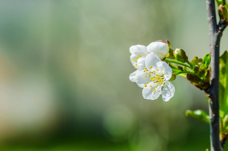 4月春天的樱花, 美丽的神奇的景象鲜花特写