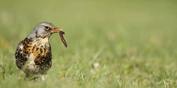 Fieldfare 捕虫