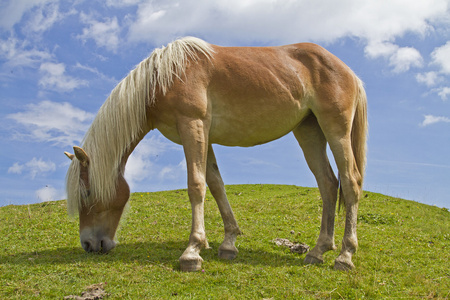 Haflinger 马在绿色的草原上