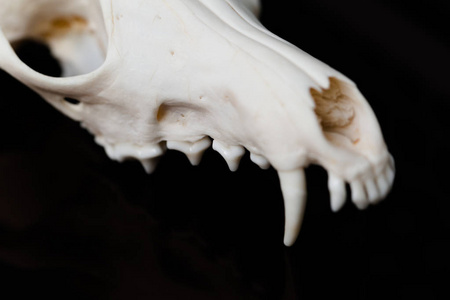 狐狸颅底没有黑色的背景,对比上下颚和简约照片