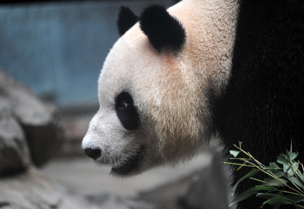 近景的可爱的熊猫熊