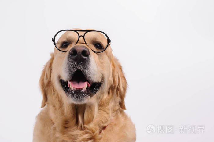 看着黑眼镜的搞笑拉布拉多金毛猎犬