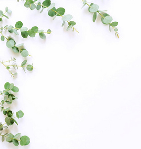 框架由桉树枝白色背景上.平躺,顶视图.复制空间照片