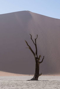 Deadvlei 在纳米比亚的特点是黑, 死骆驼刺树对比白色平底锅地面