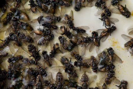 苍蝇搞死图片