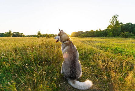 在一个绿色的草地上的沙哑的狗晚上。后退视图