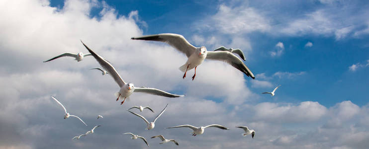 在城市环境中在伊斯坦布尔海在天空中飞过的鸽子