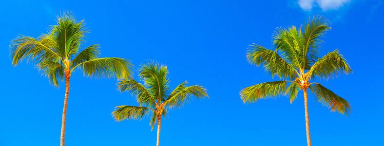 热带棕榈。夏季