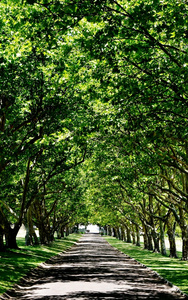 绿树大道图片