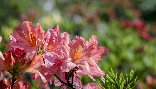 开花杜鹃杜鹃花特写。Beautyful 杜鹃花花。红