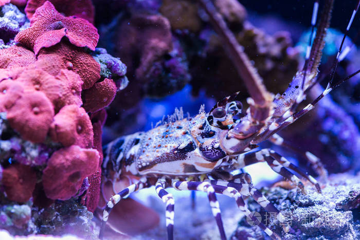 龙虾在海洋水族馆