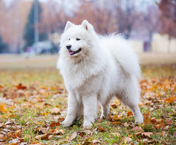 萨摩耶幼犬在秋天的公园