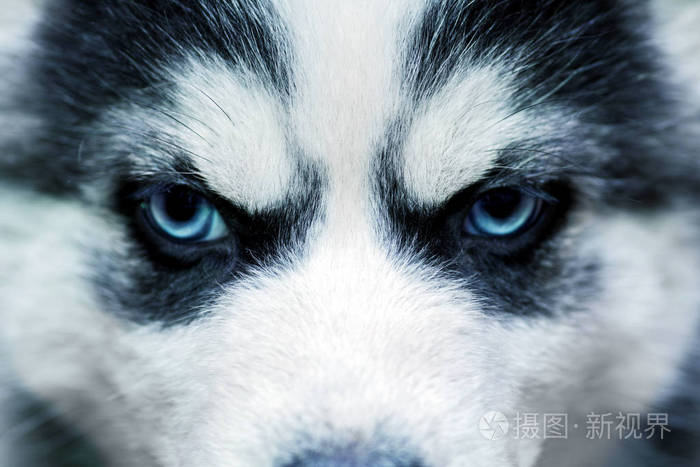 狗的蓝眼睛.西伯利亚哈士奇