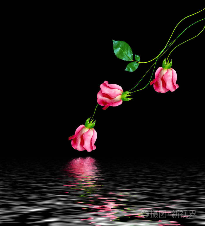 孤立在黑色背景上的玫瑰的花蕾