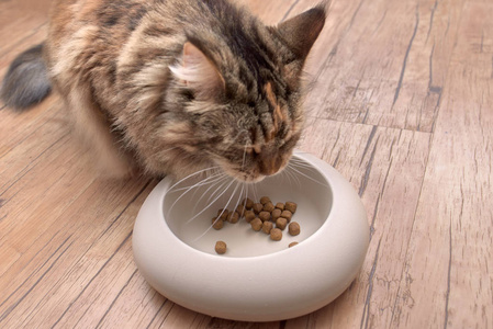 吃的食物猫上白色背景特写一碗吃的食物在一个金属碗上吃的漂亮猫咪猫