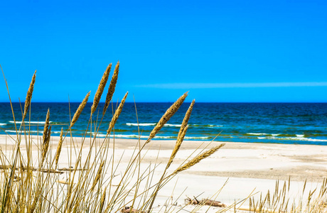 沙丘草与空无一人的沙滩下蓝蓝的天空，暑假里，旅行背景