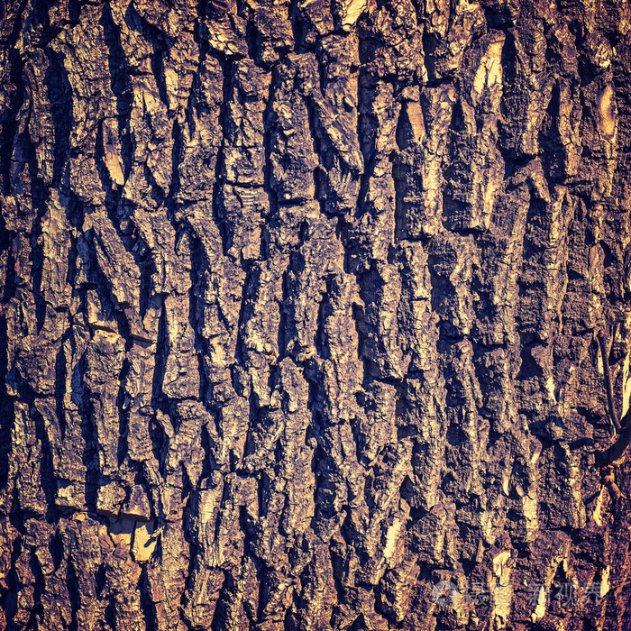 树的树皮纹理老式的颜色