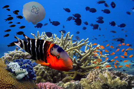 水下图像的珊瑚礁和热带鱼