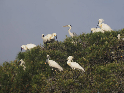 琵, Platalea leucorodia, 小组在巢殖民地, 西班牙, 2018年5月