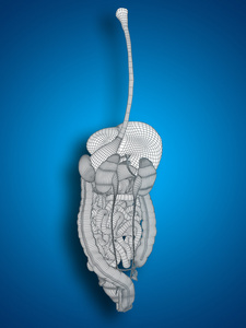 概念或概念解剖人类女人 3d 线框网格消化系统在蓝色背景